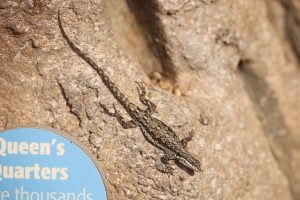 Fence lizard (2)