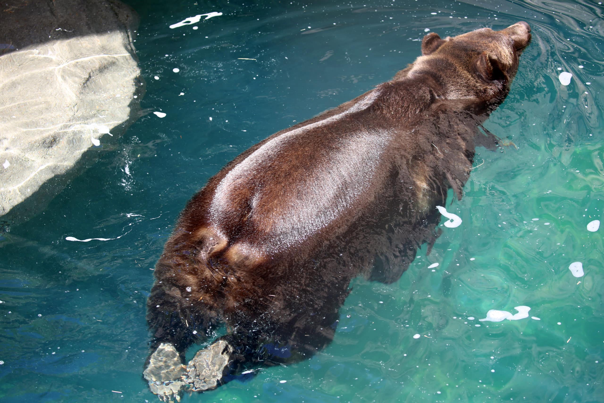 The Grizzlies Enjoy Their Pool
