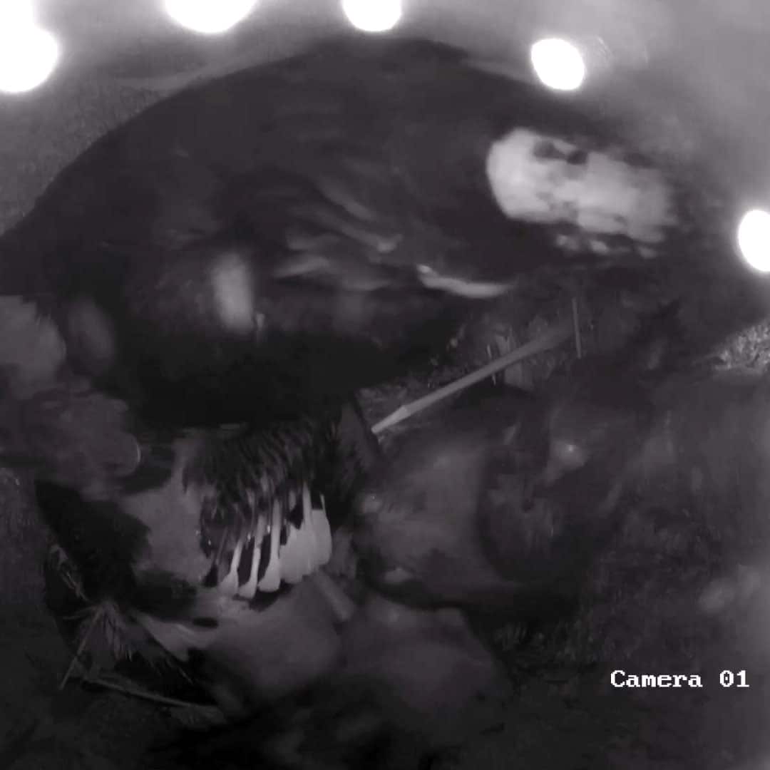 Hornbill Chick Update: All Three Chicks Continue to Grow