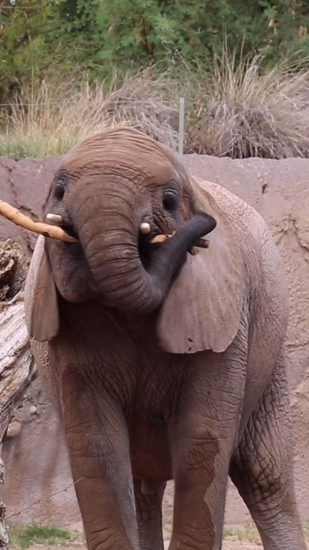 Elephants Enjoy Eating Tree Bark!