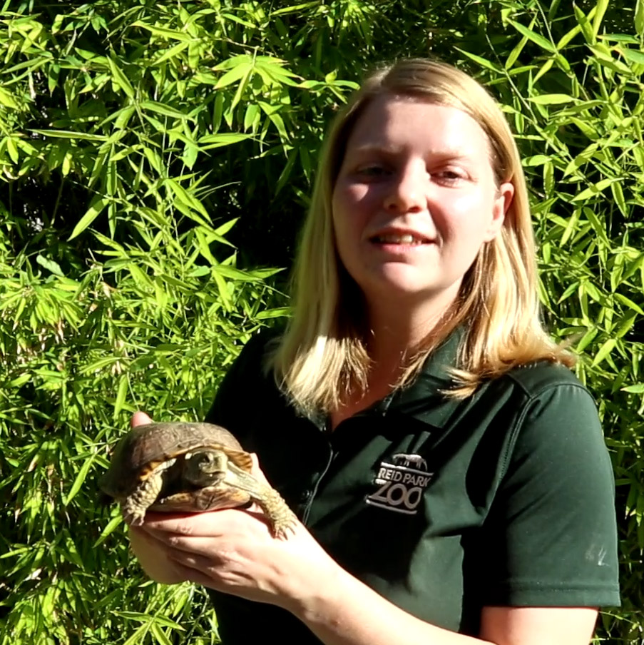 How to Appreciate and Protect Wild Turtles in Tucson