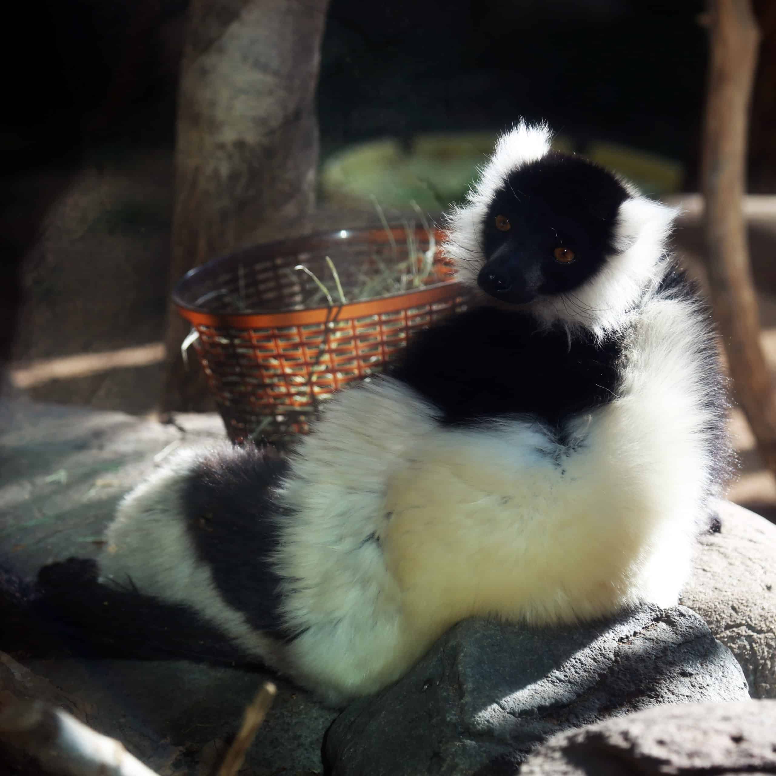 Black and White Ruffed Lemurs at Play!