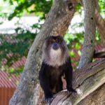 Relaxing With the Macaques