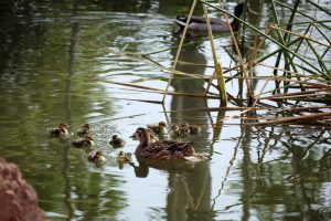 Mallard ducklings (2)