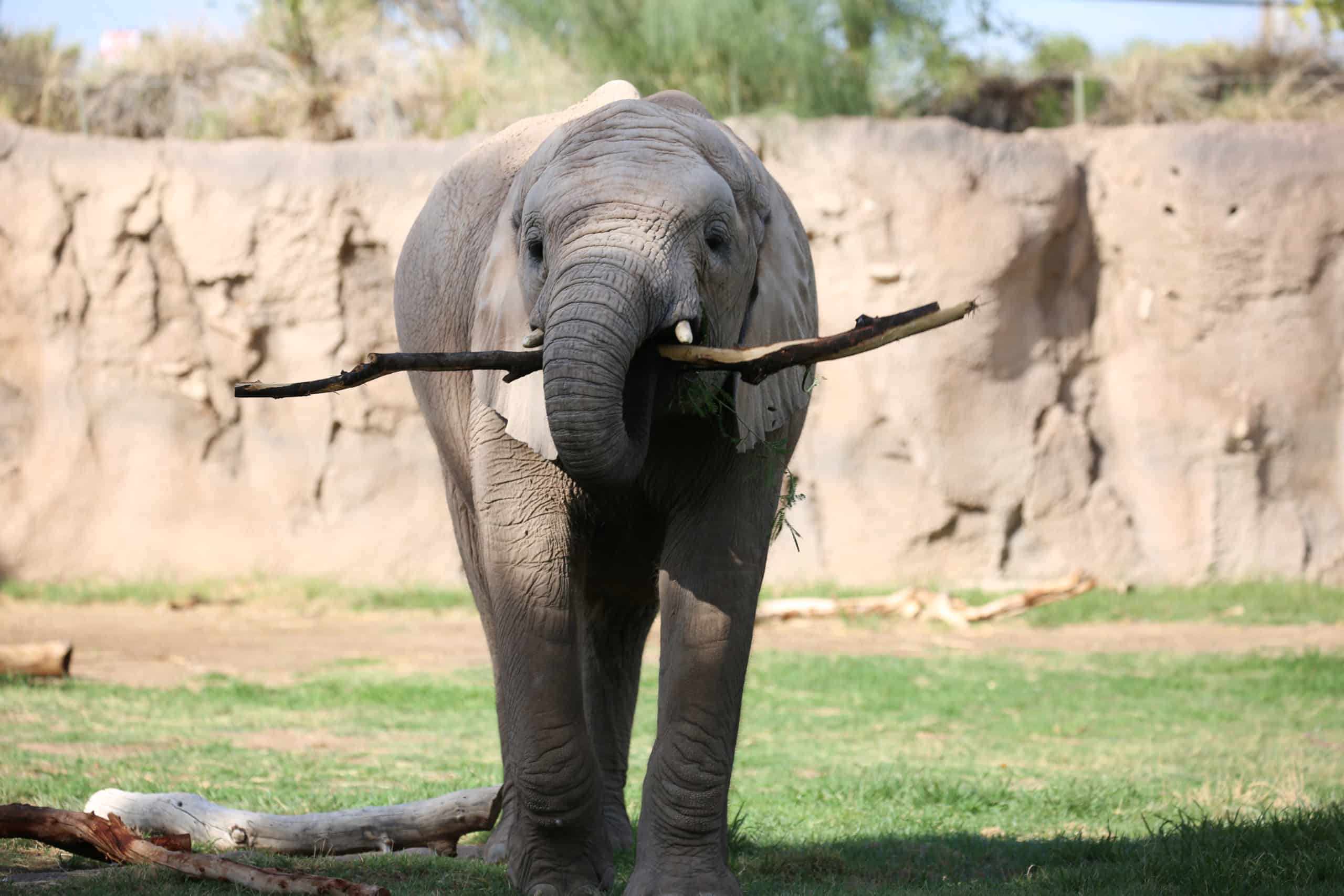 Elephant Nandi Enjoy Playing with Sticks