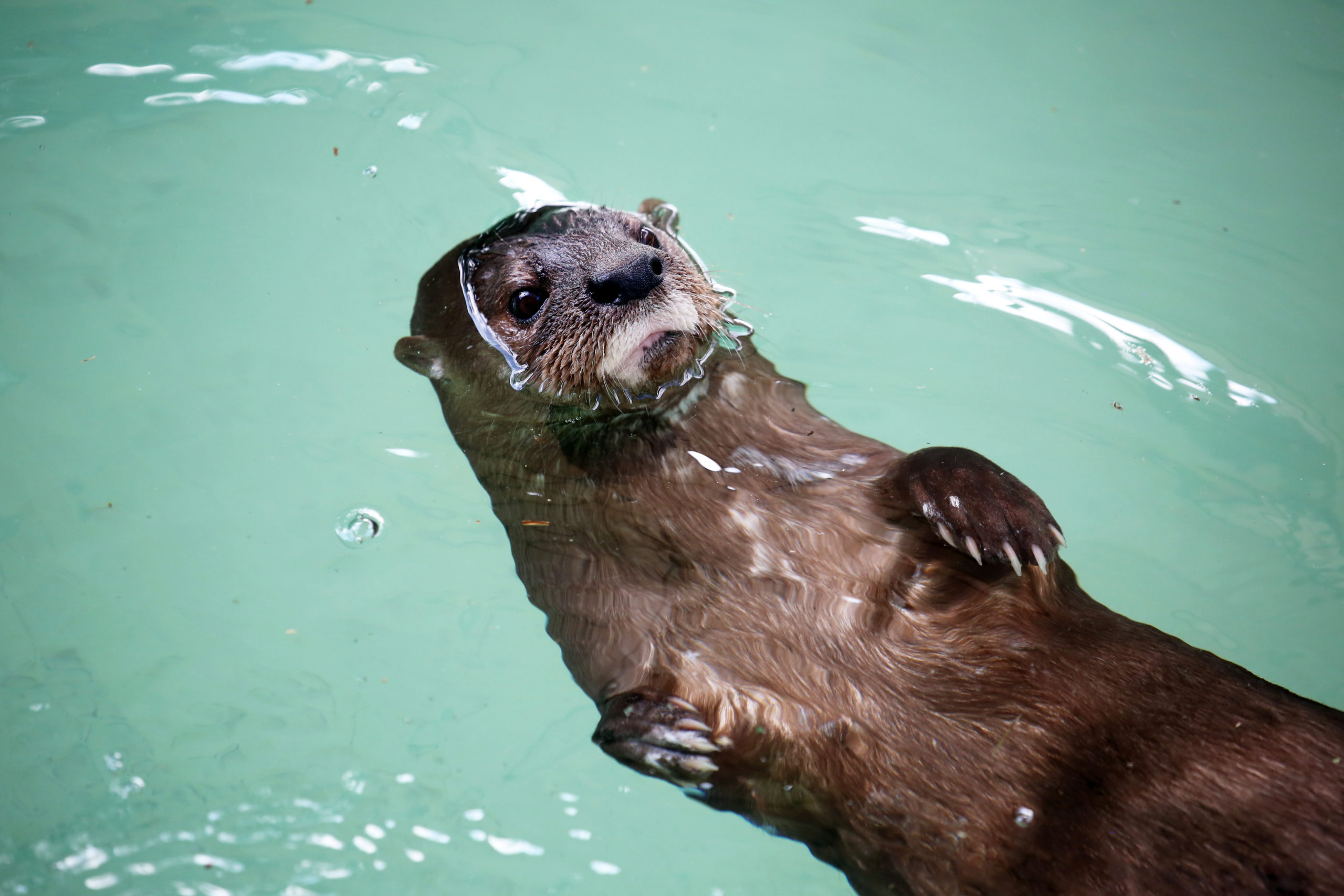 Take a Closer Look at our Otters’ Markings | Reid Park Zoo