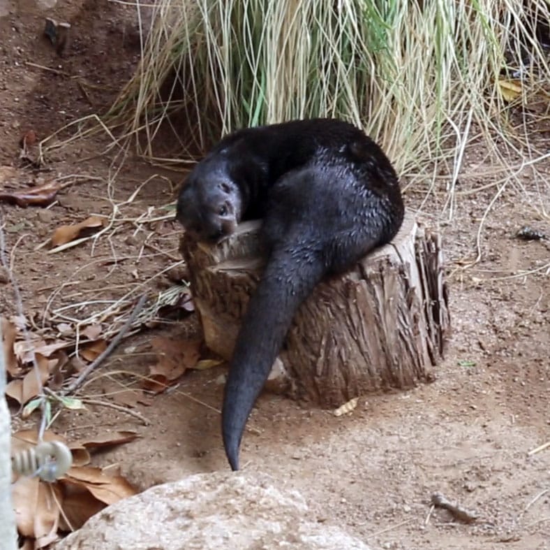 What is ‘Scent Marking’ and Why Do Otters Do It?