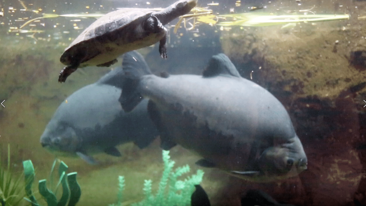 View From our Pacu Fish Cave