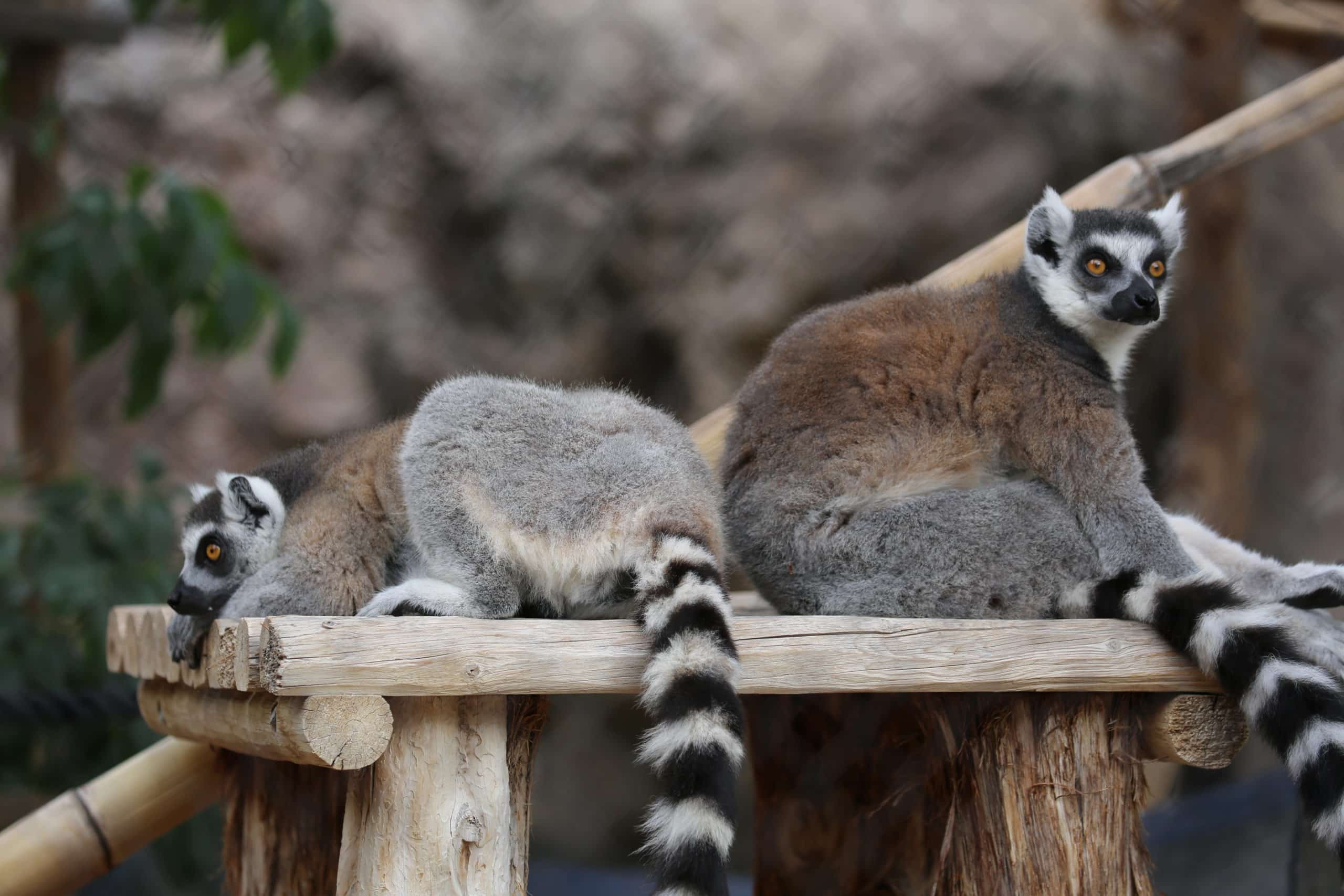 Ring-Tailed Lemurs Relaxing