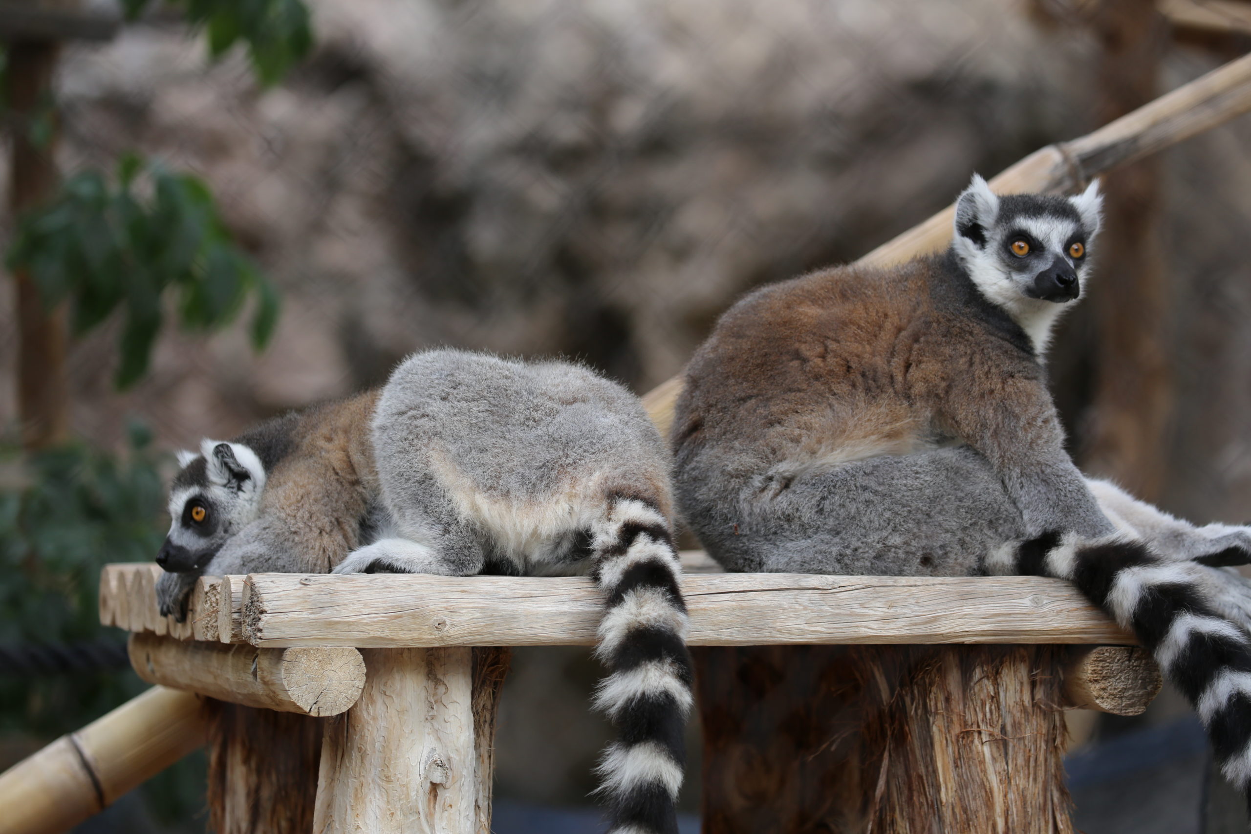 Ring-Tailed Lemurs Relaxing | Reid Park Zoo