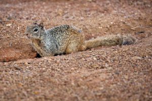 Rock squirrel