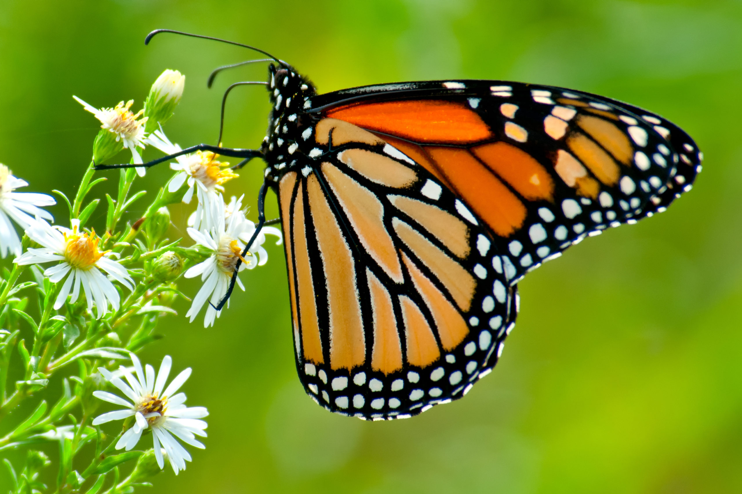 Monarch Butterflies are Counting on You to Help Count Them!