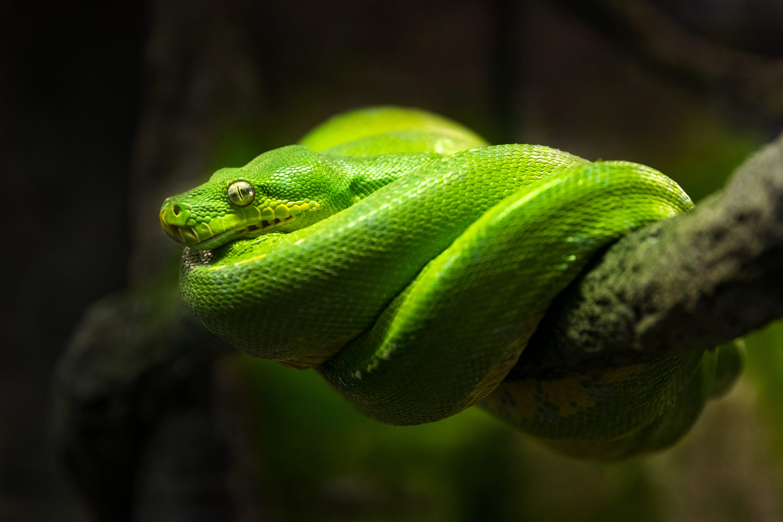 World Snake Day 2020