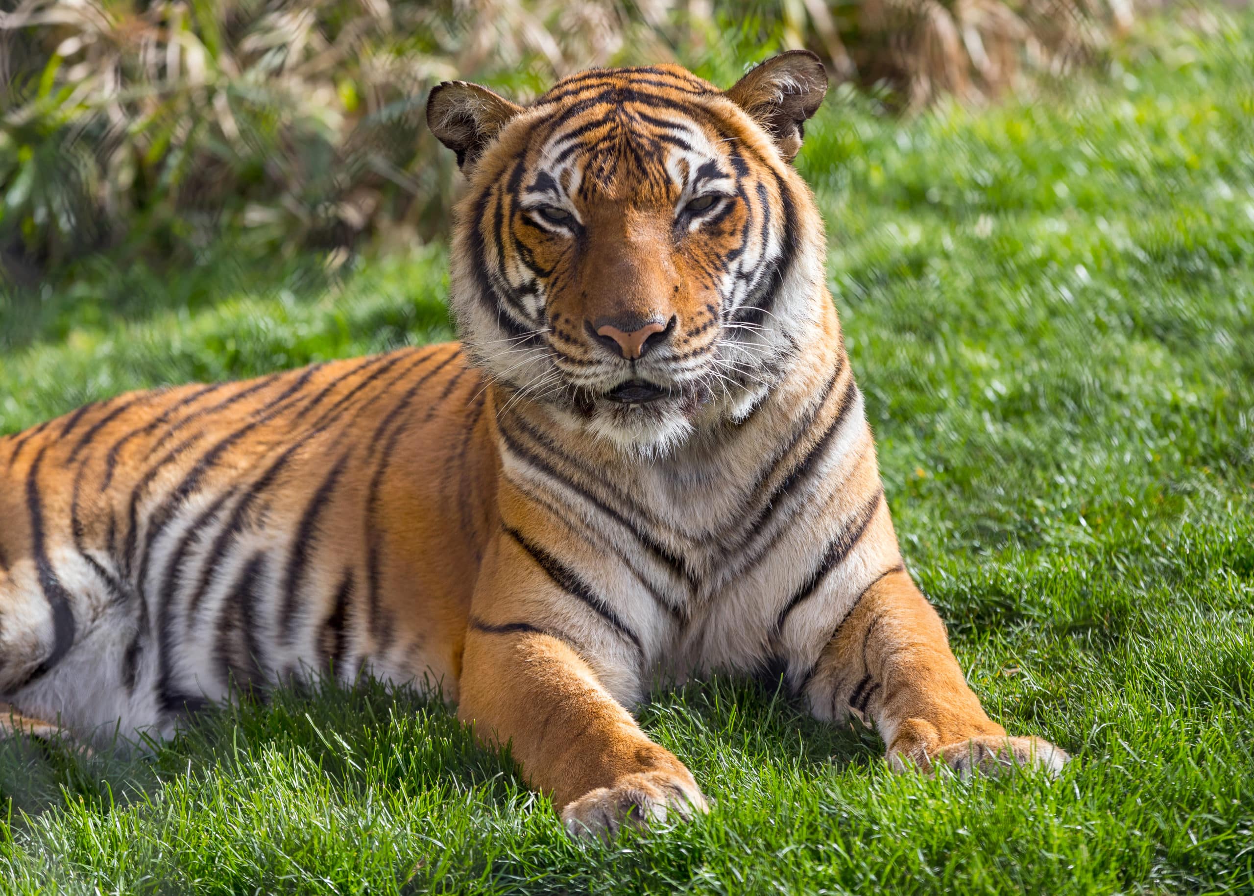 Reid Park Zoo Says Goodbye to a Favorite Face, Sita the Malayan Tiger