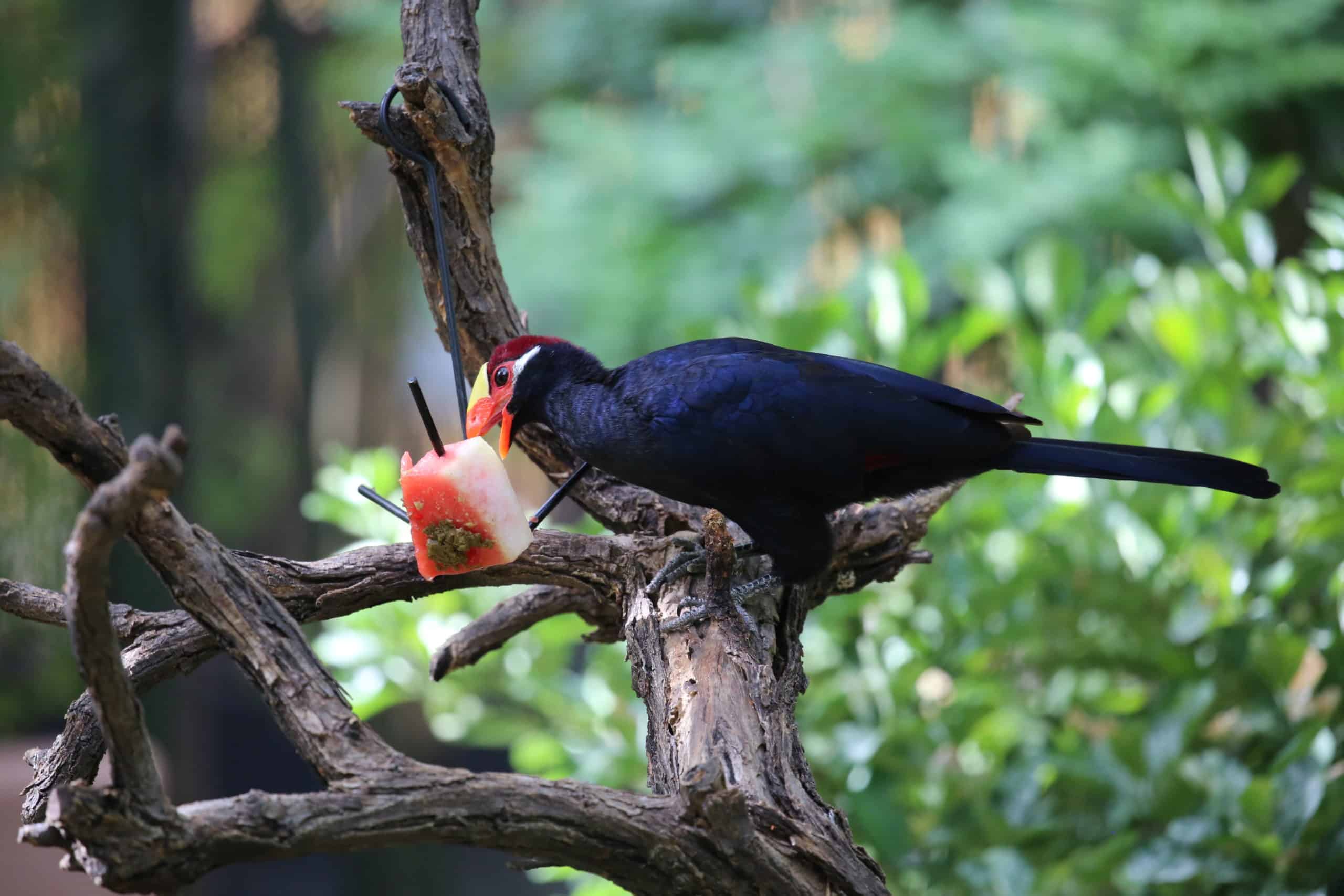 Watermelon Enrichment for the Aviaries