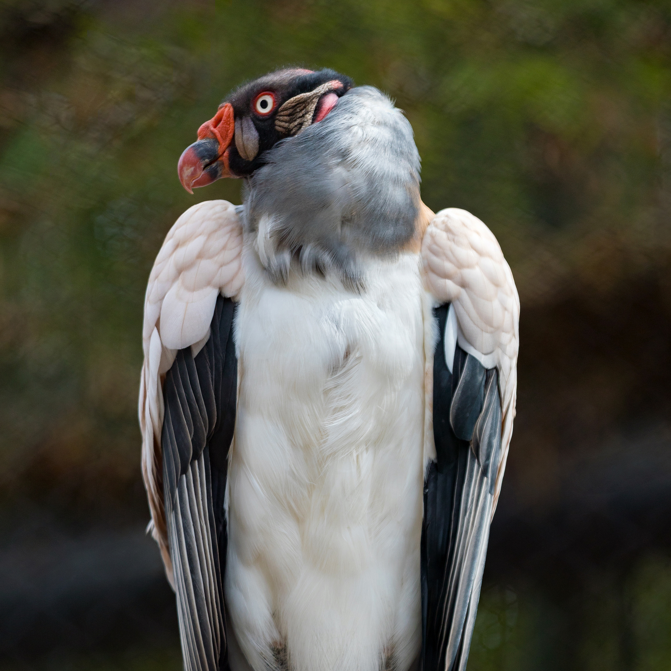 King Vulture Educator Chat