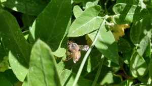 Western honey bee