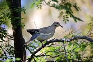 White winged dove