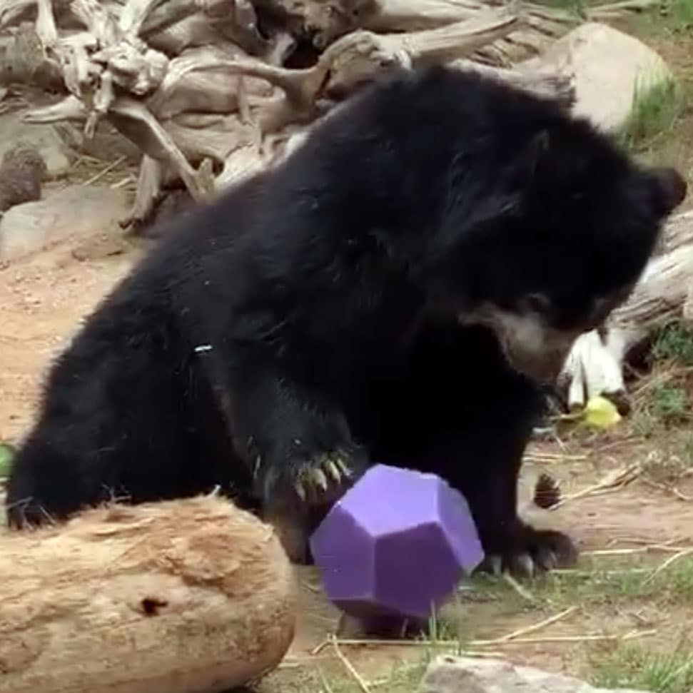 Worf the Andean Bear Enjoying Enrichment