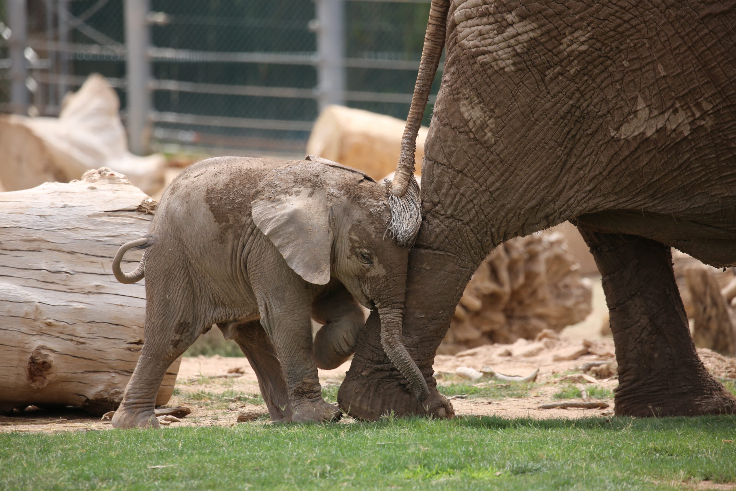 Elephants Matriarchs