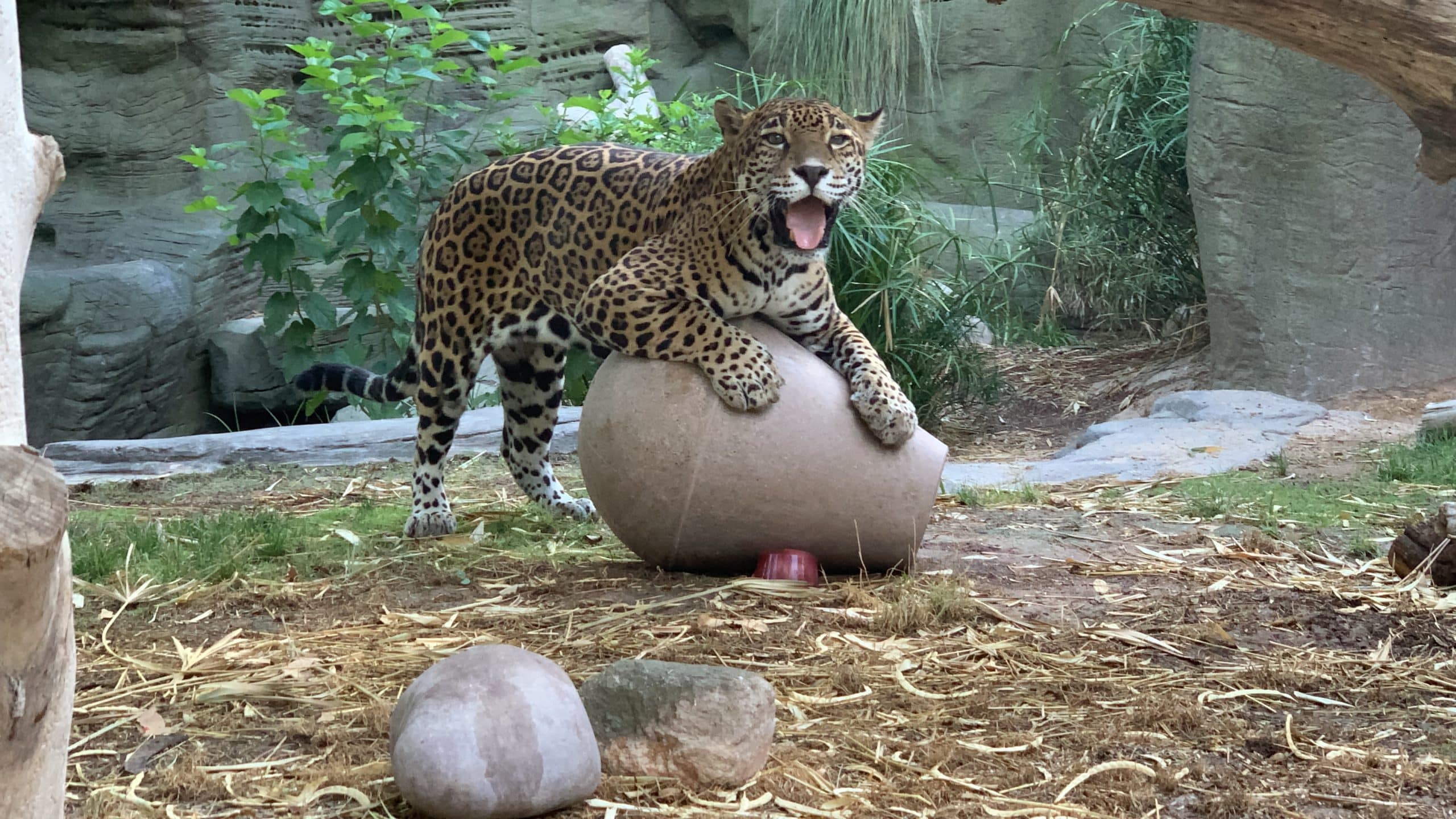 Bella and the Weeble-Wobble