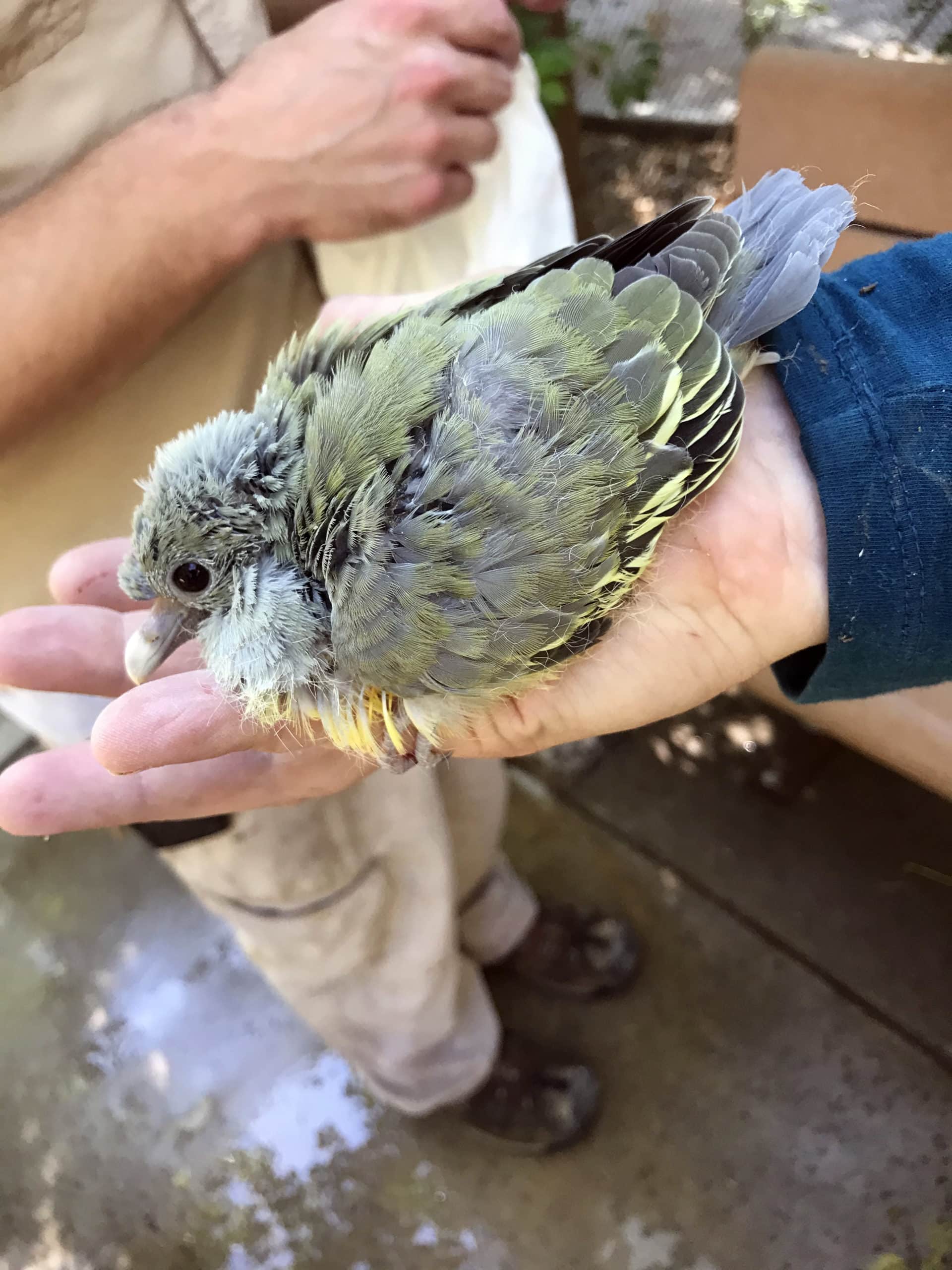 Green Pigeons Hatch a New Chick