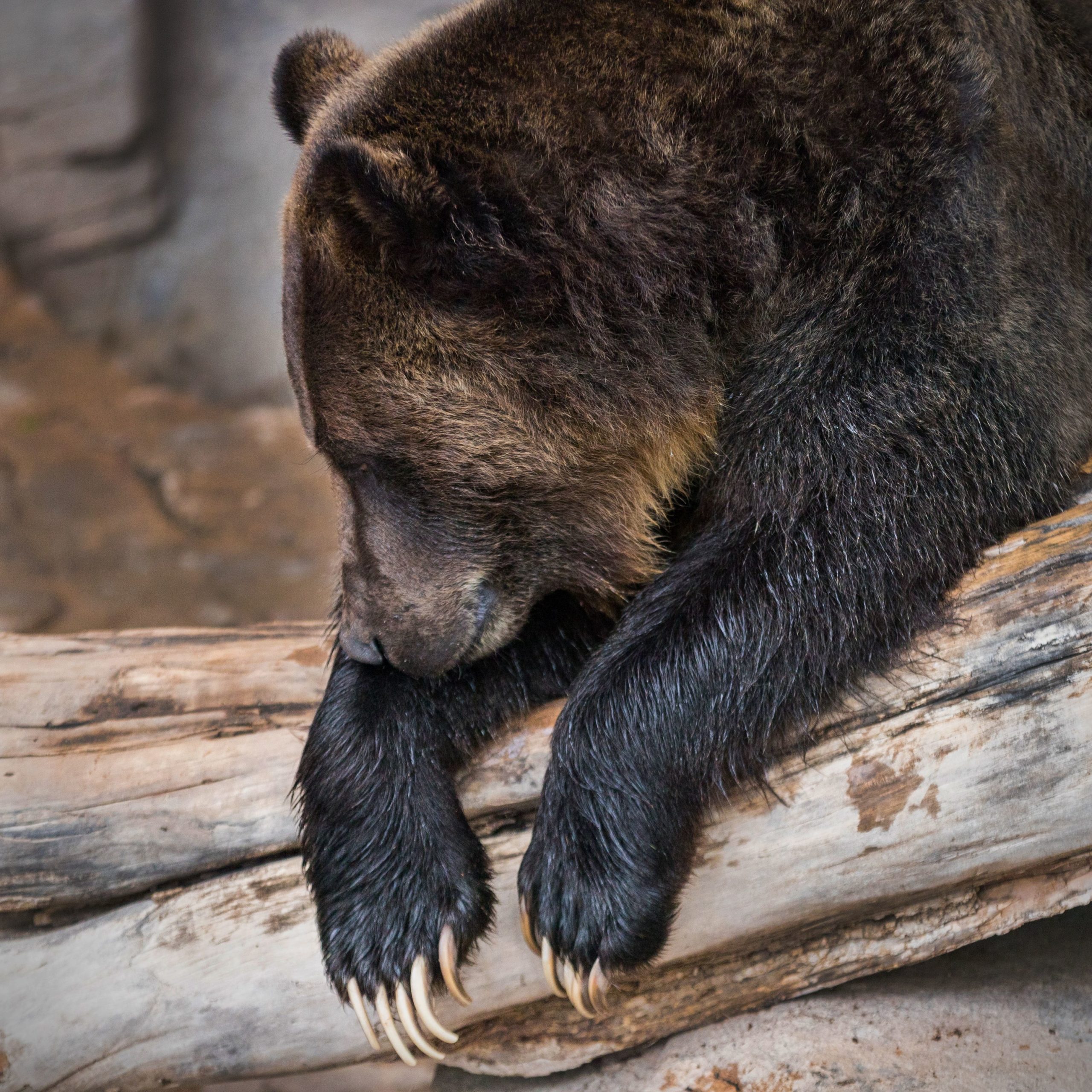 Grizzly Bear Forages Through a Log Pile
