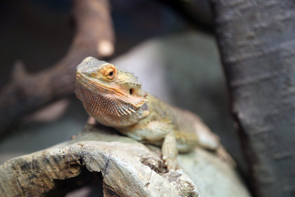 Bearded dragon on log