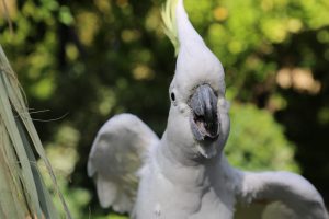Cockatoo excited (2)