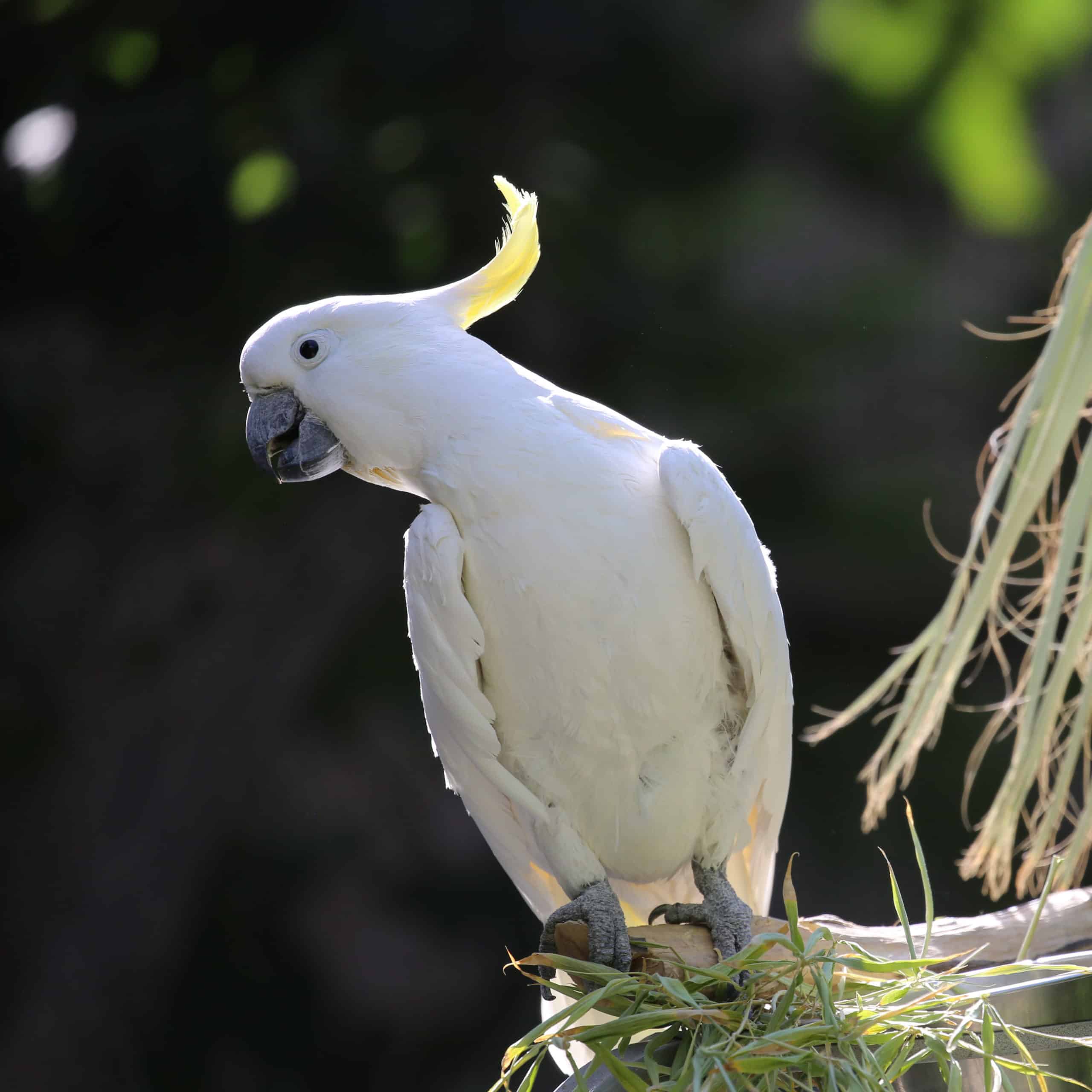 Cockatoo Enjoys Bamboo Leaves