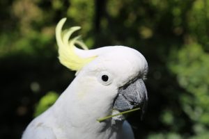Cockatoo portrait (3)
