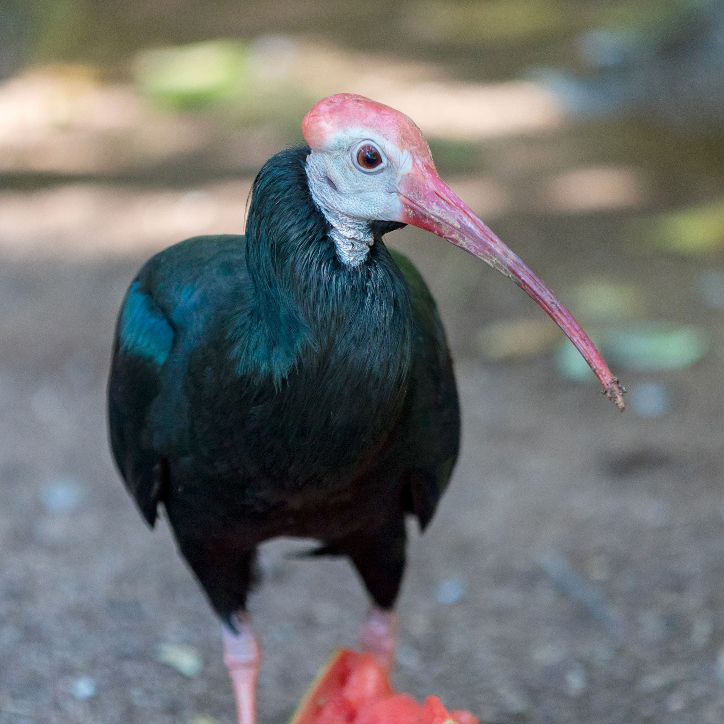 Training with a Bald Ibis