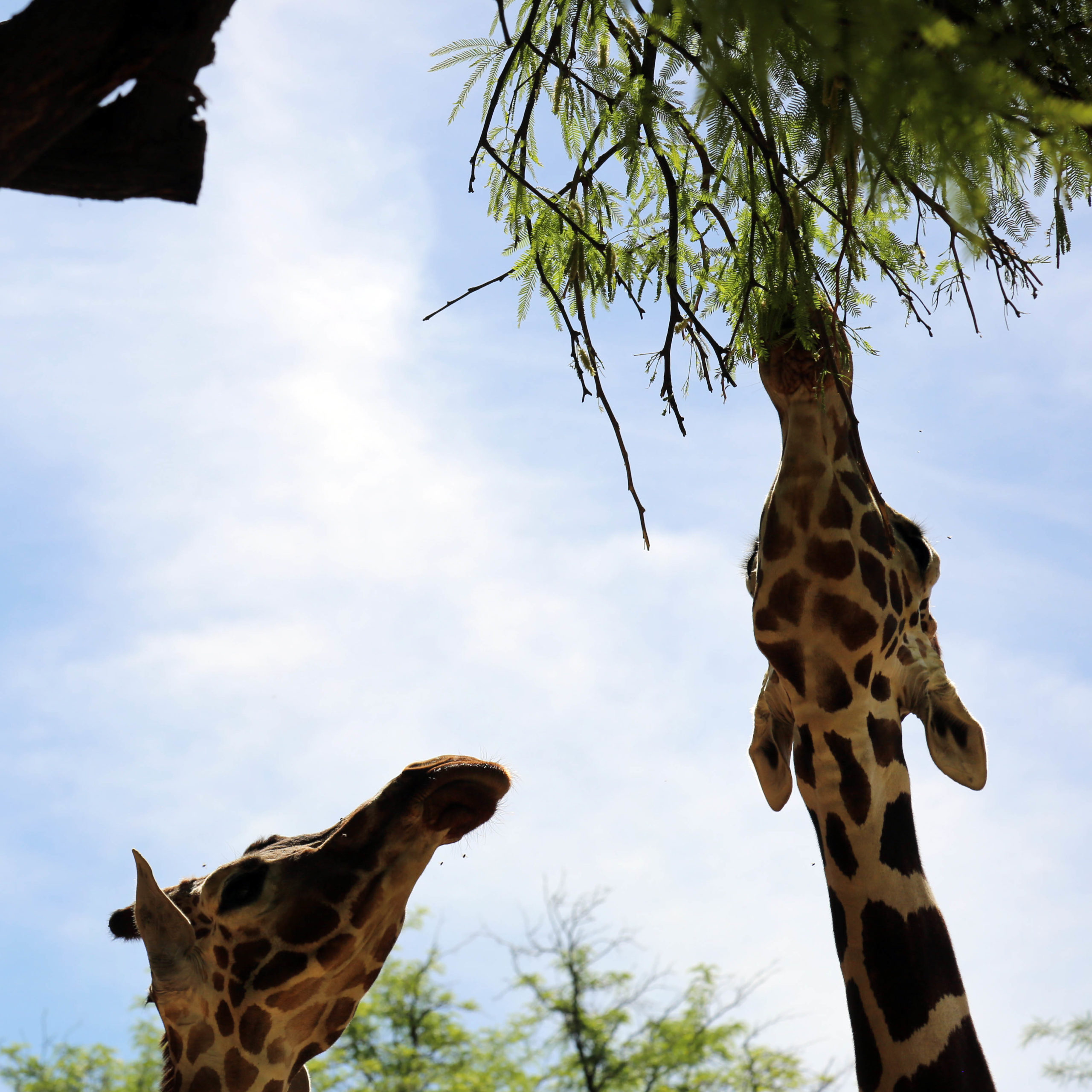 How Giraffes Browse on Tree Leaves