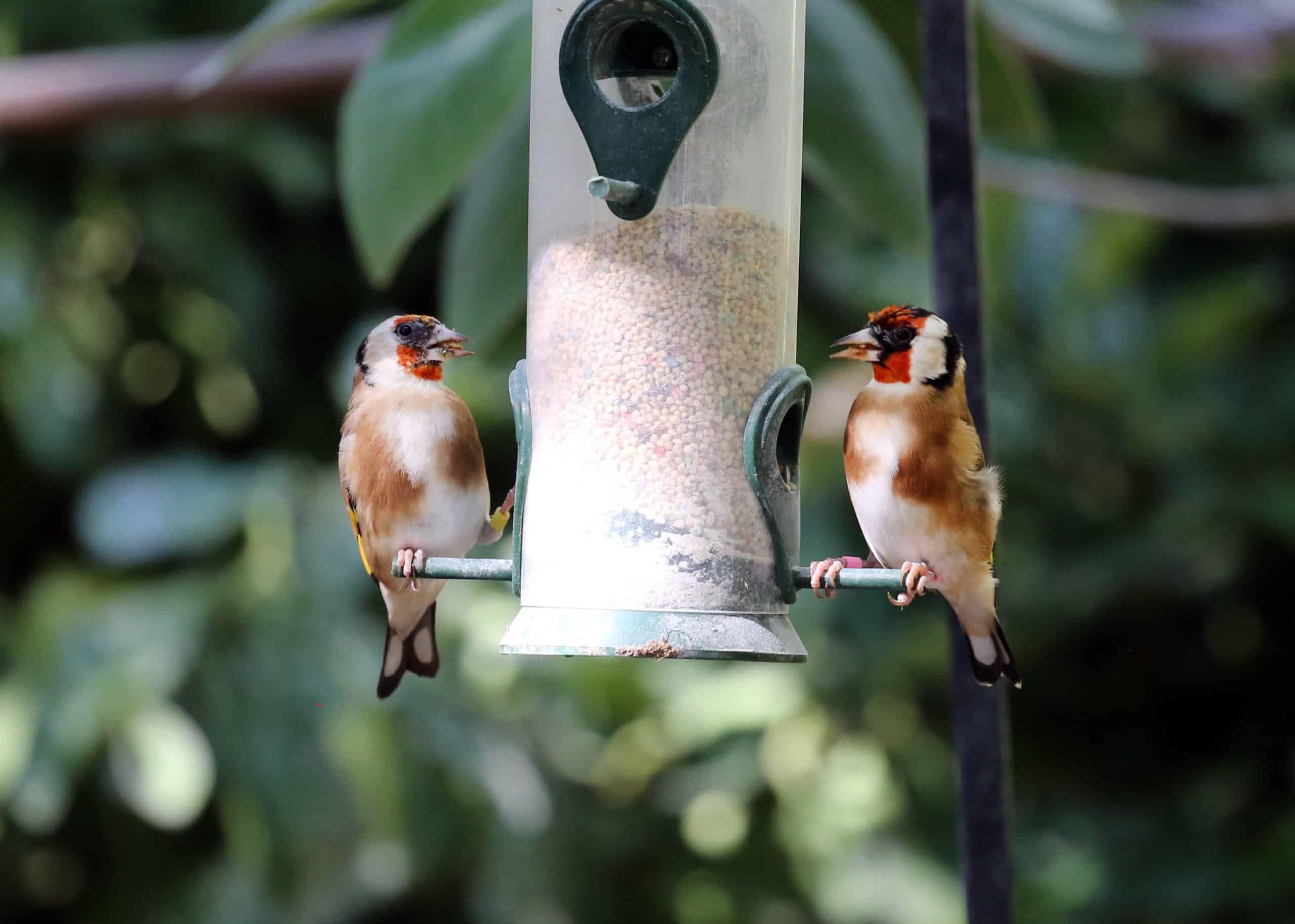 Two New Finches Arrive in the Aviary