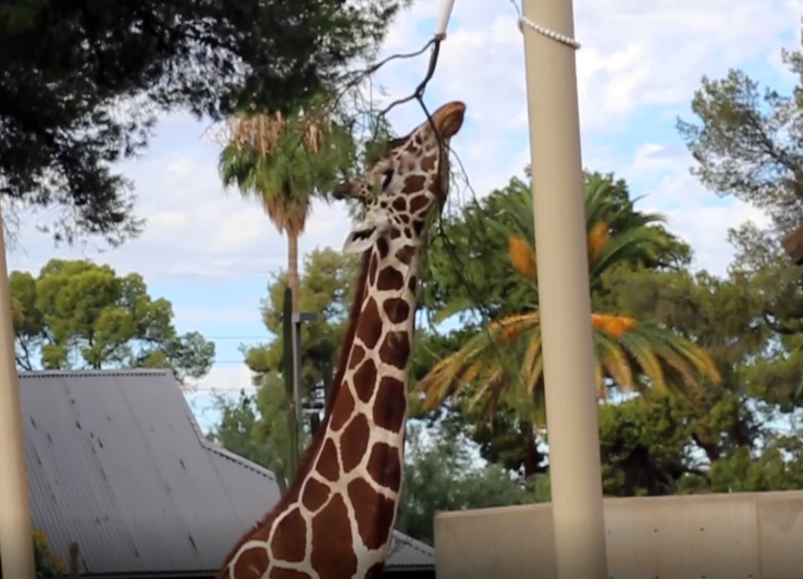 Giraffes Enjoy Browse Enrichment
