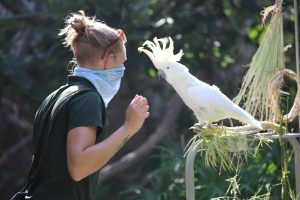 Keeper kelly talking to kanecky cockatoo (2)