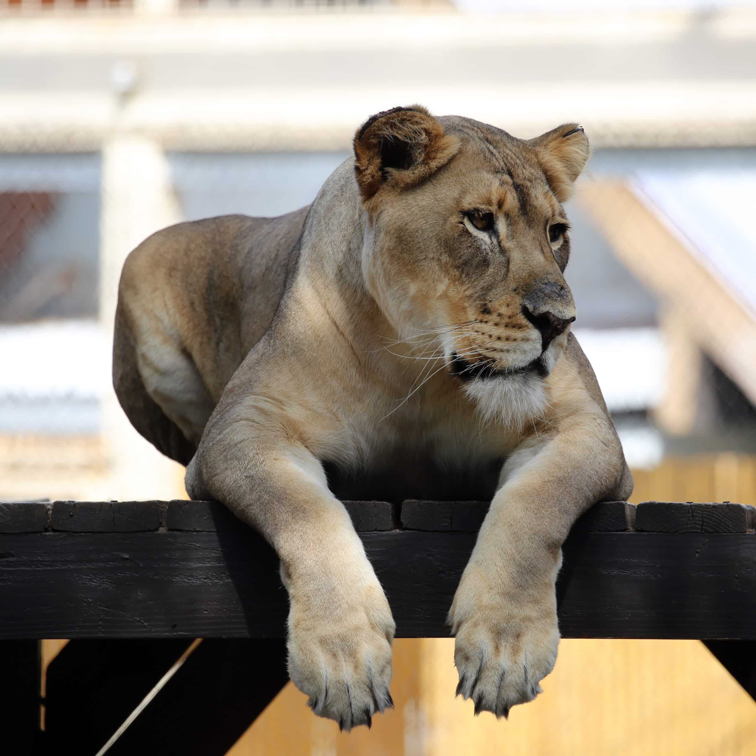 World Lion Day 2020