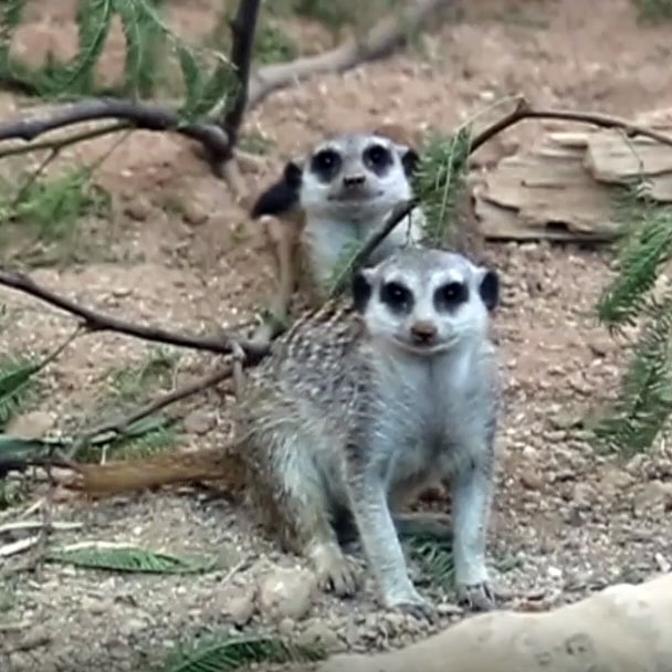 Meerkat Pupdate: Look How They’ve Grown!