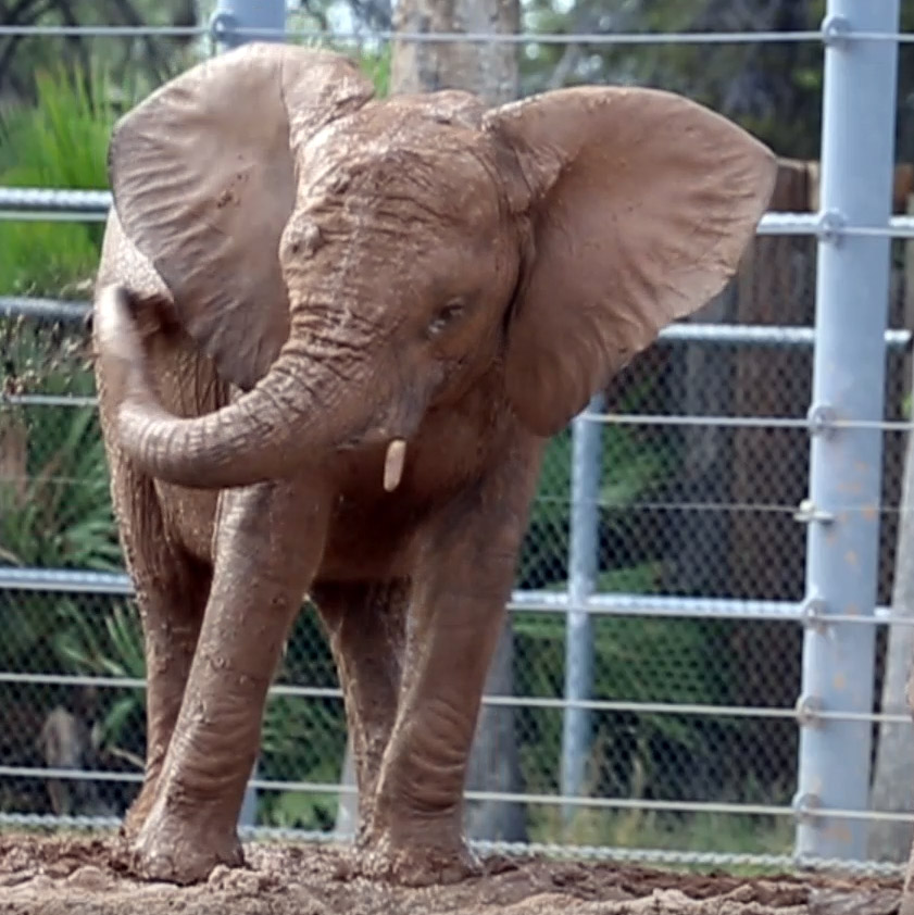 Penzi & Nandi Playing in the Mud