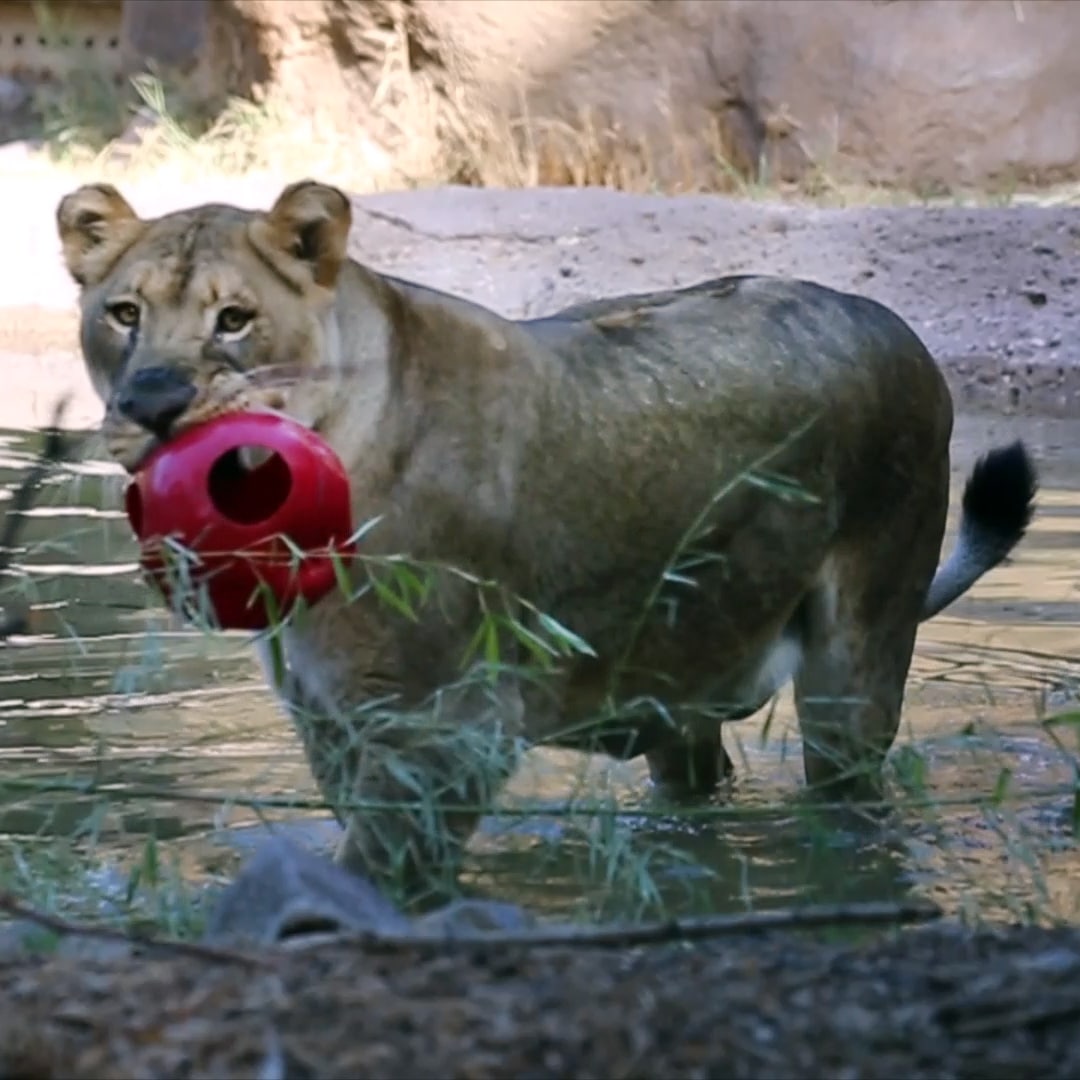 Nayo the Lion Takes a Quick Dip in the Pool
