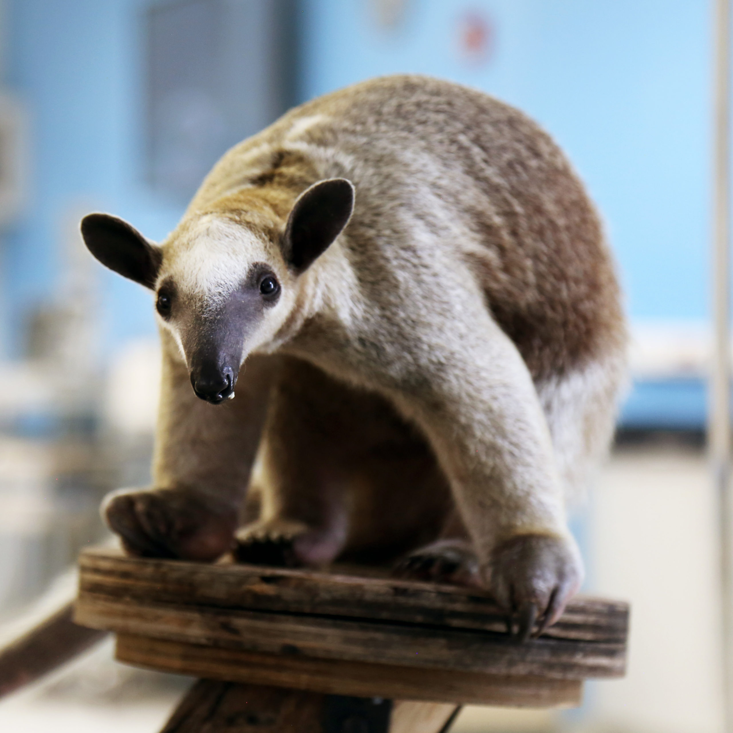 Baby Tamandua Learning to be an Educational Ambassador