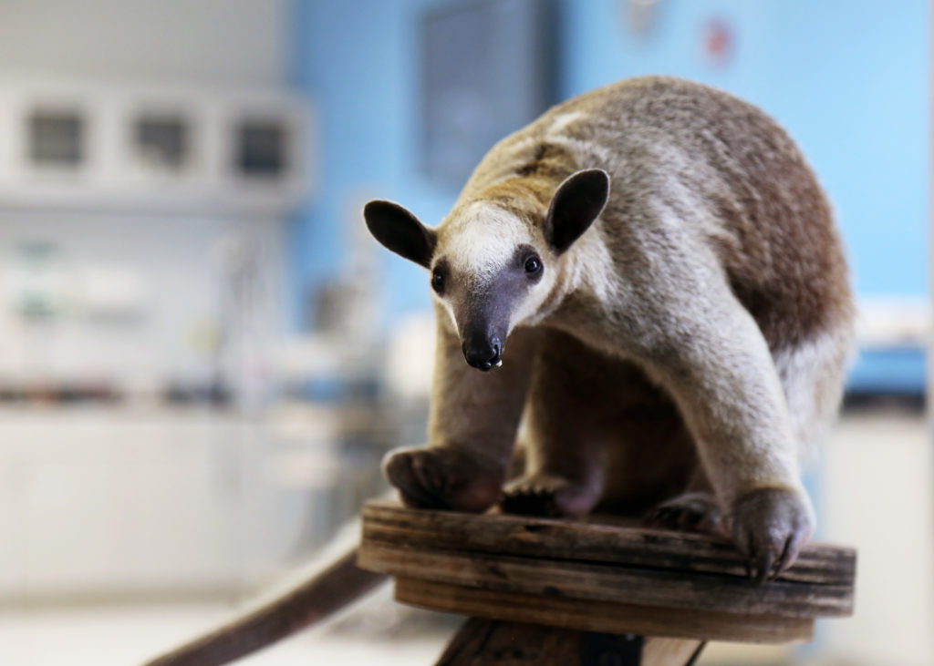 Baby Tamandua Learning to be an Educational Ambassador | Reid Park Zoo