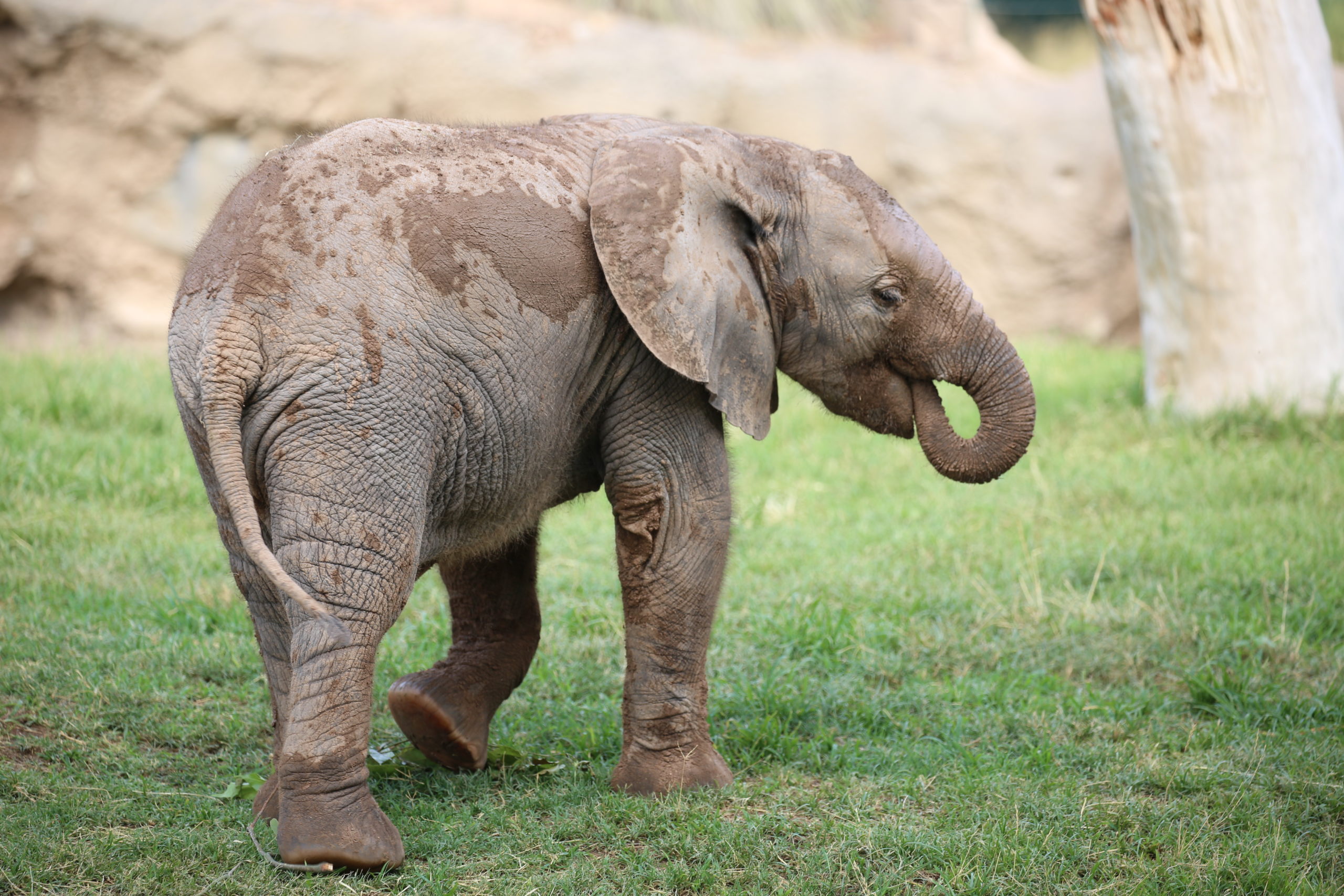 Penzi and Nandi Like Mud Puddles!
