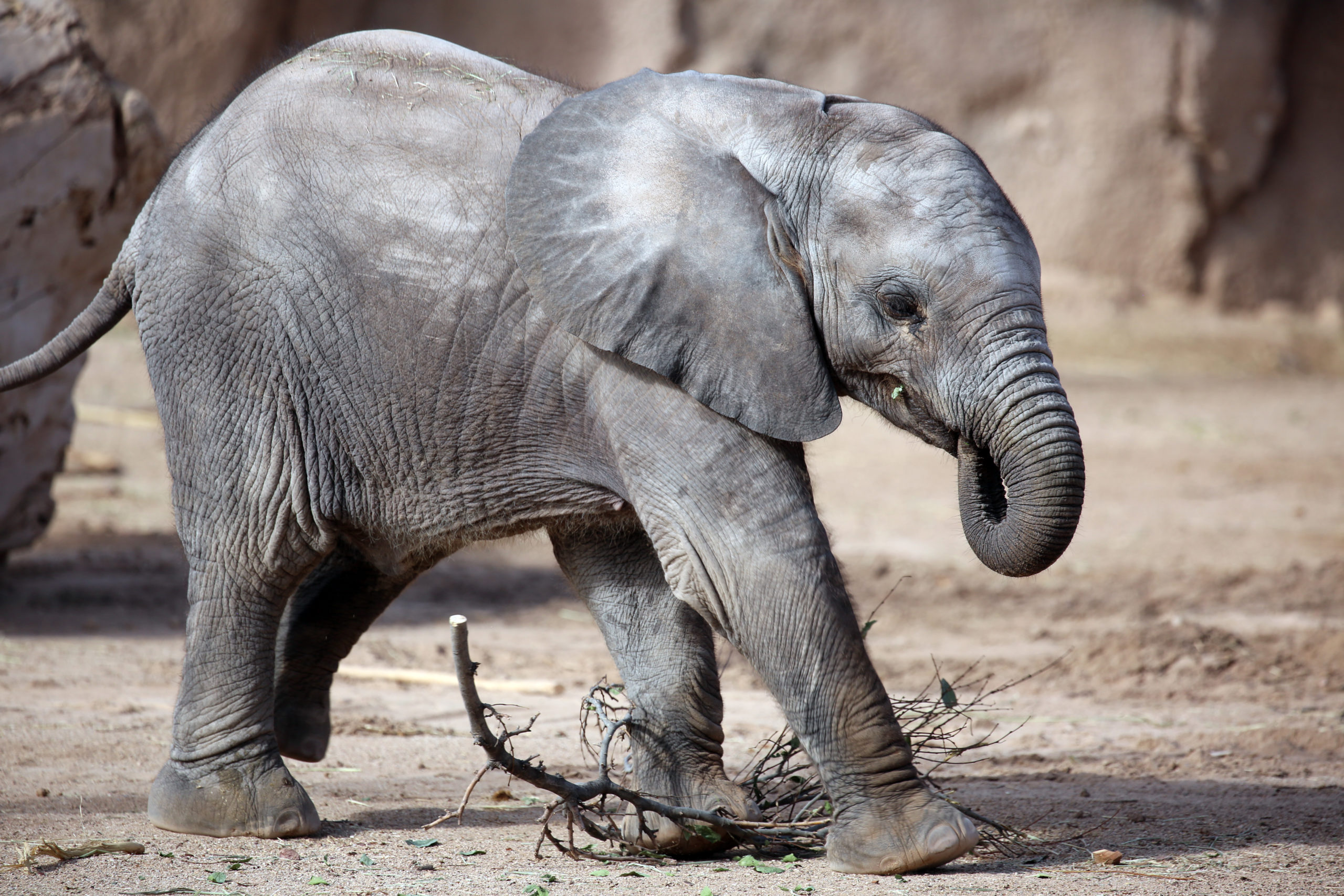Elephant Penzi Learning to Snack on Leaves