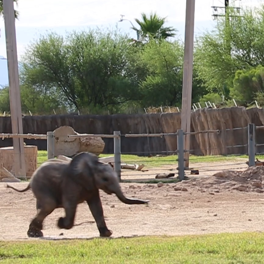 Listen to our Elephants Communicate with Rumbles!
