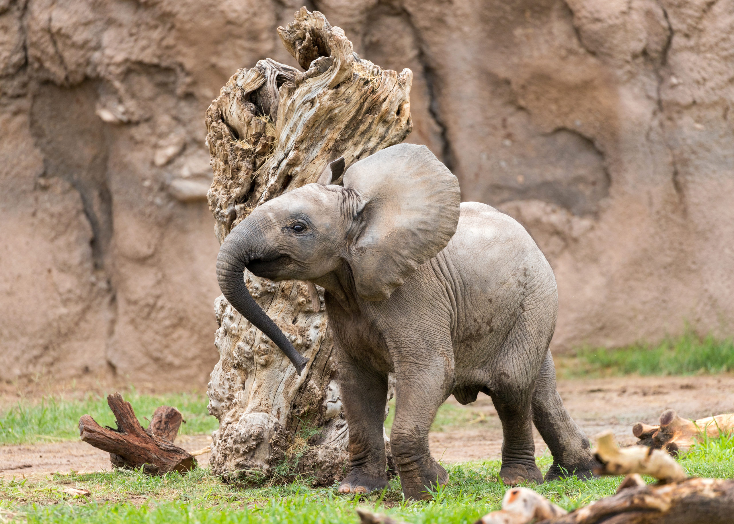 Play Like an Elephant