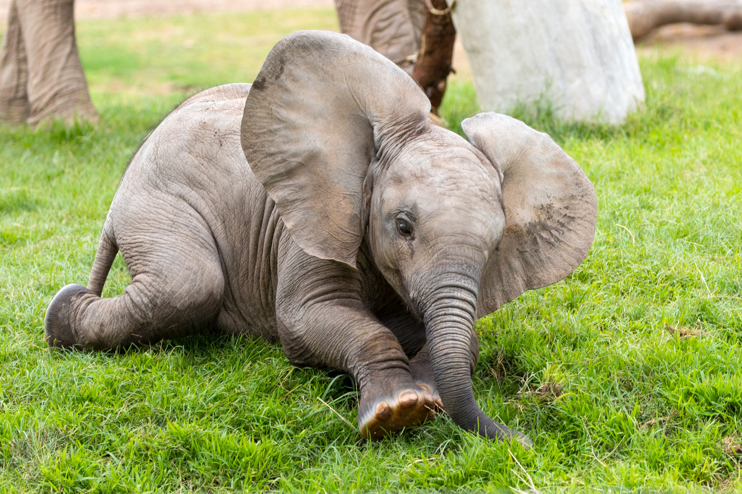 Take a Closer Look at Elephants’ Toes!