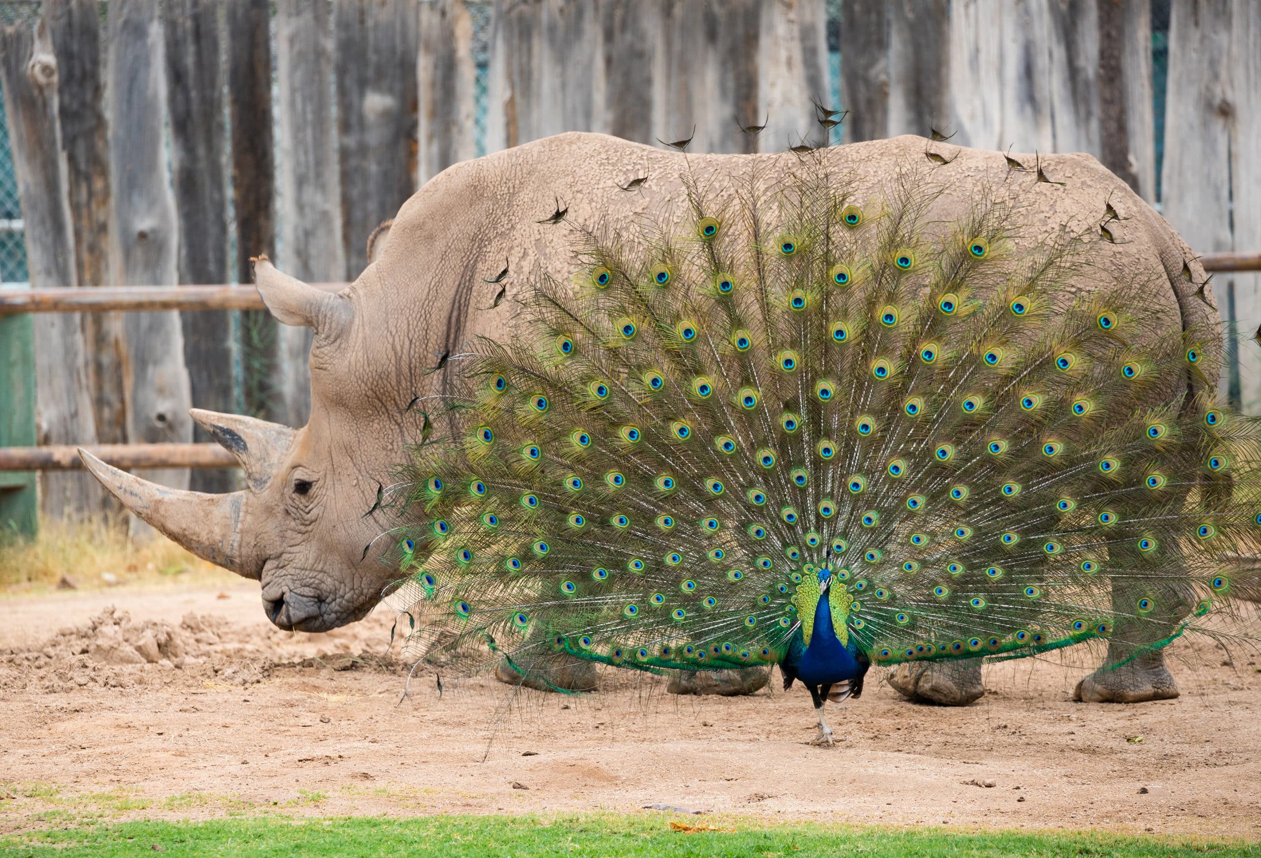 Peafowl Stealing the Show