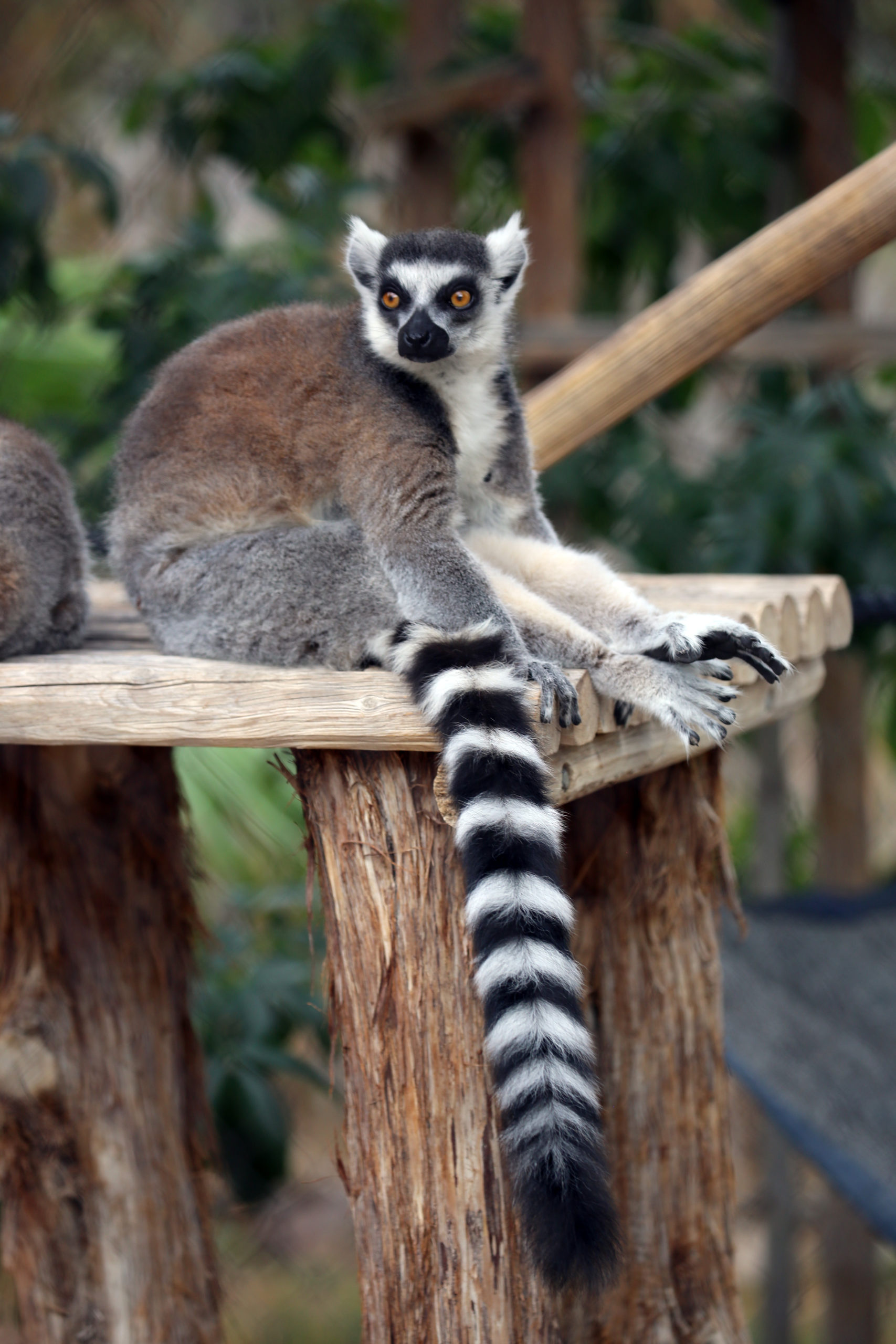 Why Do Ring-Tailed Lemurs Have Striped Tails? – Reid Park Zoo – 2024