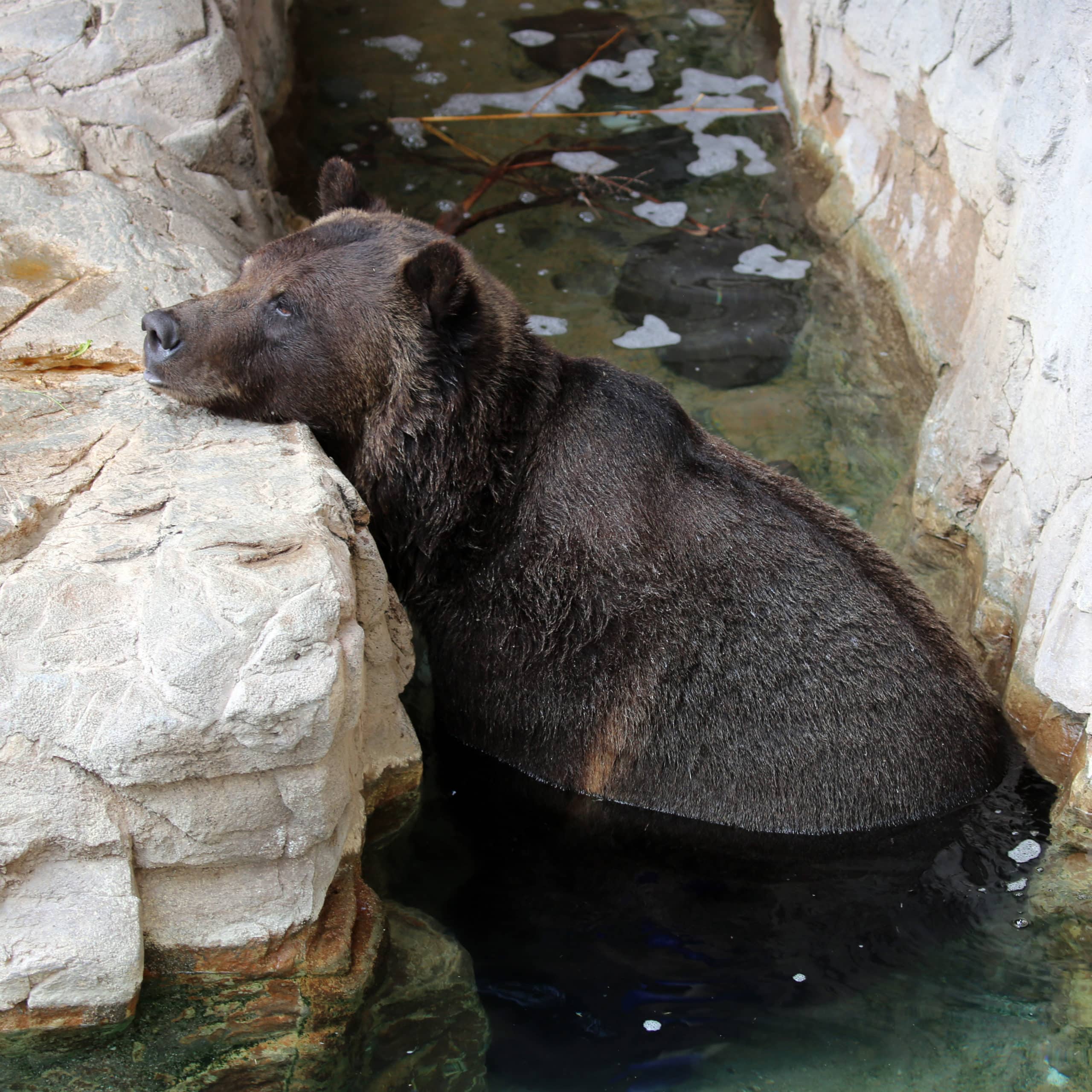 Grizzly Bear Continues to Enjoy the Pool